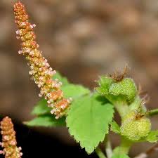 Image result for Acalypha ambigua