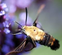 Black And White Spotted Moth Pa Hummingbird Moth Hummingbird Moth Insect Species Moth