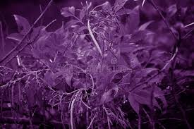 See, that's what the app is perfect for. 2 865 Purple Aesthetic Photos Free Royalty Free Stock Photos From Dreamstime