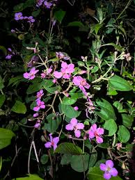 Image result for Dichaetanthera