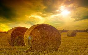 Why Do We Say Make Hay While The Sun Shines Wonderopolis
