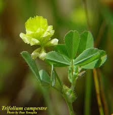 Image result for Trifolium campestre