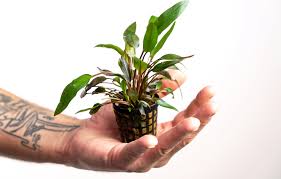 Sign in to purchase instantly. Anubias Cryptocoryne Beckettii Viridifolia Olibetta