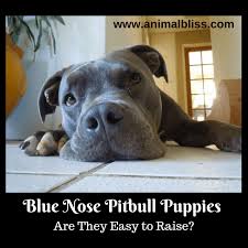 Maybe you would like to learn more about one of these? Blue Nose Pitbull Puppies Are They Easy To Raise