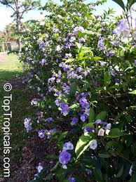 Image result for Pupalia grandiflora