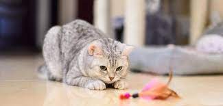 Kratzbaum katzenkratzbaum kletterbaum für katzen katzenbaum sisal. Katzenspielzeug Selber Machen Kreative Tipps Tricks