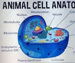 The cell is the smallest part of living organism. How To Make An Animal Cell 10 Steps Instructables