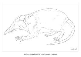 Free, printable mandala coloring pages for adults in every design you can imagine. Solenodon Coloring Pages Free Animals Coloring Pages Kidadl