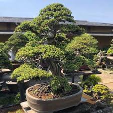 Bonsai trees are miniature versions of normal trees. Bonsai Tree And Pots For Sydney Nurseries Online
