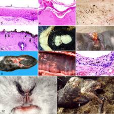 Image result for Combustio