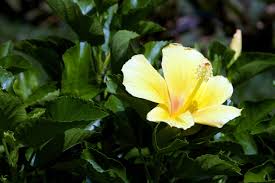 And second, hardy hibiscus doesn't offer the shiny, glossy leaves of tropical hibiscus. Hardy Hibiscus Care Gardenerdy