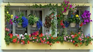 Best flowers for window boxes morning sun. 65 Beautiful Flower Box Ideas Pictures Designing Idea