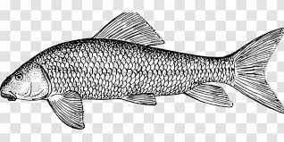 Check spelling or type a new query. Koi Clip Art Carp Vector Graphics Illustration Black And White Bibit Ikan Nila Transparent Png