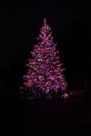 Purple Christmas Tree At Night Christmas Tree Outside Vintage Ceramic Christmas Tree Purple Christmas Tree