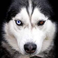 Siberian huskies typically weigh between 35 and 60 pounds and from their shoulder, are between 20 and 23 inches tall. The Most Vocal Dog Breed Alive All About The Siberian Husky K9 Web