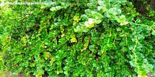 Image result for Carissa bispinosa