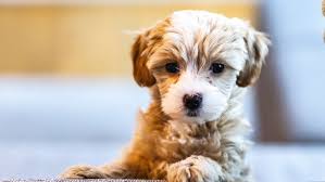 Cavachon is a designer hybrid breed of a cavalier king charles spaniel and a bichon frise. Puppy Prices Peak As Scams Increase Fourfold On Last Year Abc News