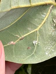 Image result for scale on plant