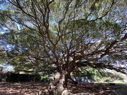 Image result for Ficus obliqua