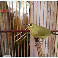Performa pleci muria yang semakin hari semakin terkenal dan semakin banyak yang mencarinya. Pet Burung Pleci Dada Kuning Pacitan Shopee Indonesia