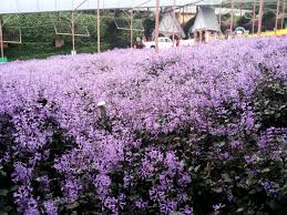 Kalau dah namanya popular, mencari hotel yang sesuai dengan selera bukannya mudah. Percutian Keluarga Ke Cameron Highlands Part 2 Harrazshi S Blog