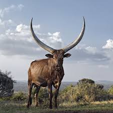 In the unlikely case that he runs three different cattle studs on the same farm, we've now established that he owns at least two farms. Daniel Naude And President Ramaphosa Bring You The Cattle Of The Ages Full Feature Sabc 3 Top Billing Everard Read Gallery Johannesburg
