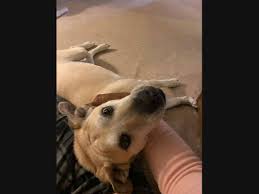Why go to a dog breeder, cat breeder or pet store to buy a dog or buy a cat when you can adopt? Adopt A Pet From Warren Area Shelters See New Dogs Cats More Warren Nj Patch