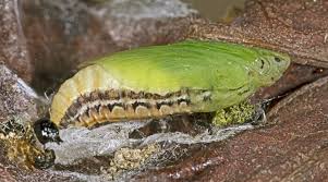 Image result for caterpillar box tree moth inside buxus plant