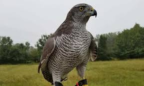 Identification Birds Of Prey In Georgia Becoming A Falconer Falconry How To Become Animals