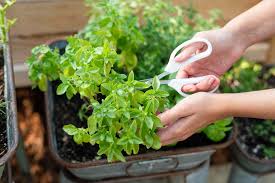 Future / tim young) saving up old tomato tins with retro labels and repurposing them as herb planters is a great way to cut down on your waste but also to create a fun display with a mediterranean twist. Planning And Planting An Herb Garden