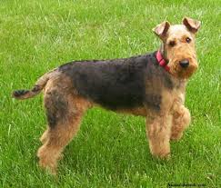 Black And Brown Terrier Dog Airedale Terrier Airedale Terrier English Terrier Terrier