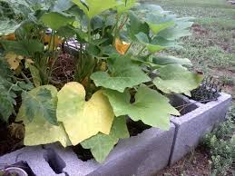 The most common reason for yellowing leaves is that you have a watering problem. Reasons And Fixes For Yellow Squash Leaves