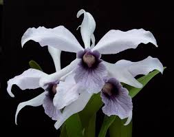 Image result for Ottelia exserta