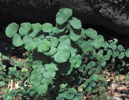 Image result for Adiantum
