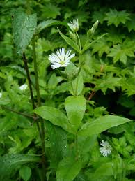 Image result for Stellaria sennii