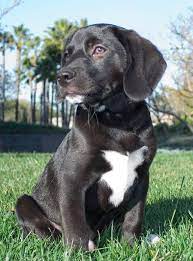 The beagle labrador mix, also known by all of those names aboves, is a designer crossbreed between a beagle and a labrador. I Shall Name Him Ralphy And He Shall Be Mine Lab Mix Puppies Beagle Mix Puppies Labrador Mix
