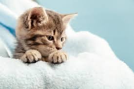 Premium Photo Kitten Portrait With Paw In Profile View Looking Side With Question Interest Cute Tabby Kitten In Blue Plaid Newborn Kitten Baby Cat Kid Domestic Animal