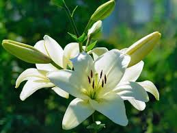 Lírios – Como cultivar - PlantaSonya - O seu blog sobre cultivo de plantas  e flores