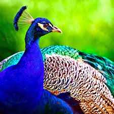 Peacock Birds Wallpaper Hd Peacock Bird Wallpaper