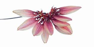 Image result for Bulbophyllum comatum