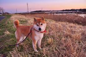 Great names for male and female canines, unique and popular dog names, celebrity names, too. Meet The Real Dog Behind The Doge Meme The Barkpost