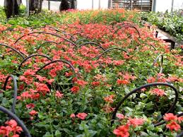 Image result for Diascia