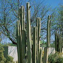 As a fisherman reveals he had a gigantic pearl in his wooden home for a decade we ask how are the gems if the fisherman's giant pearl is confirmed as genuine would dwarf it at 1ft wide and 2.2ft long. Plant Details Plants Cactus For Sale Courtyard Plants