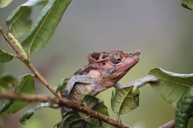 Image result for Myrica salicifolia