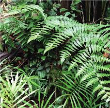 Image result for Blotiella bouxiniana