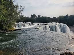 Image result for Zygotritonia atropurpurea