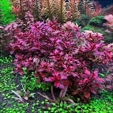 Image result for Ludwigia