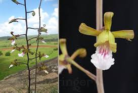 Image result for Eulophia seleensis