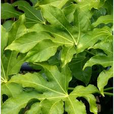 Fatsia Japonica Aralia Du Japon En Pot De 1 L Vert Arbustes Et Arbres D Ornement Jardin Botanic