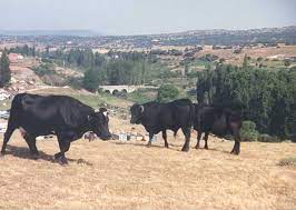 Serra negra'da, serra negra otobüs terminali'ne 2 km mesafede yer alan pousada vila serrana'da bahçe ve bar mevcuttur. Serrana Negra Wikiwand